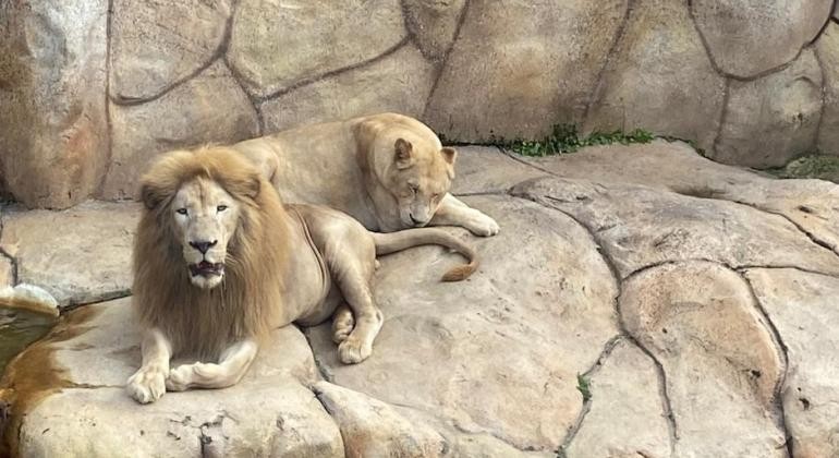 Boas-vindas: Zoo de BH recebe casal de leões-brancos; veja quando visitar