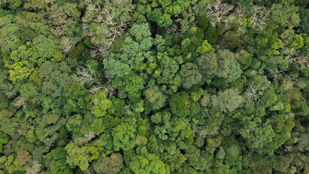 Entre os biomas, a Mata Atlântica concentra o maior número de fragmentos, com 1,38 milhão, aponta MapBiomas — Foto: RPC