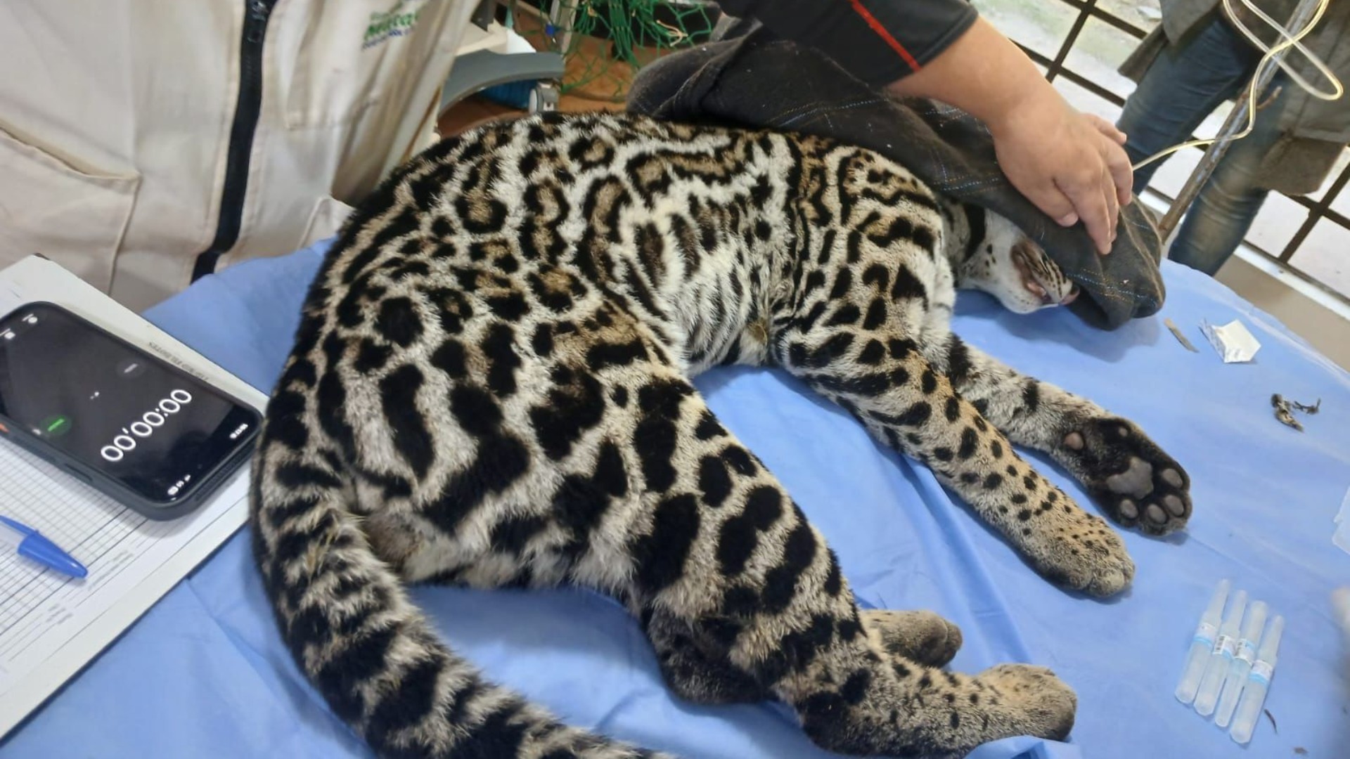 Jaguatirica é resgatada dentro de hangar no Aeroporto de Jundiaí