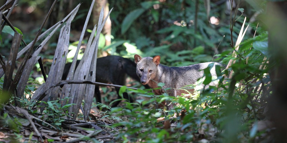 Estudo reúne imagens inéditas do ‘cachorro fantasma’, um dos canídeos mais raros da Amazônia — Foto: jono_irvine / iNaturalist