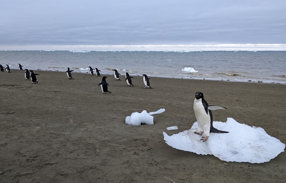 Pinguins-de-adélia caminhando ao longo da costa da Antártida — Foto: Matthew Boyer