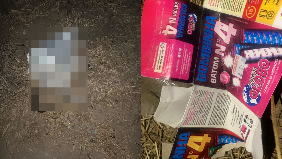 Registros do gato morto e da caixa de explosivos foram feitos por representante da causa animal — Foto: Reprodução