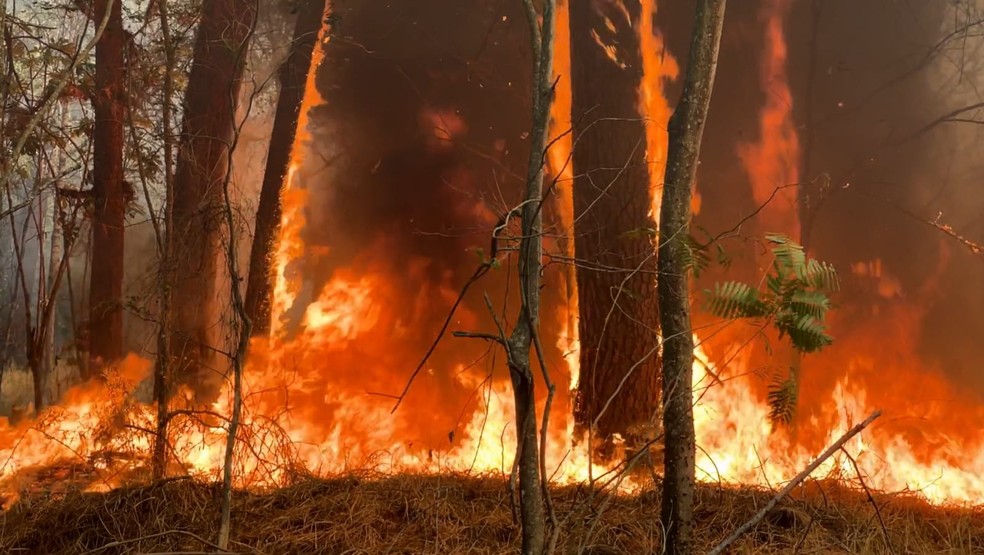 Incêndio registrado na região de São José do Rio Preto (SP) — Foto: TV TEM / Rogério Pedrozo