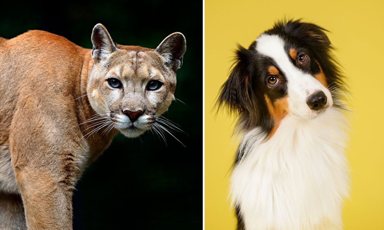 Cães alteram comportamento de onças-pardas em áreas protegidas, revela estudo