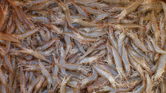 Agência dos EUA investiga camarão importado com suspeita de contaminação radioativa - FDA detectou traços de Césio-137 em contêineres de frutos do mar processados na Indonésia; lotes foram barrados antes de chegar ao mercado americano.