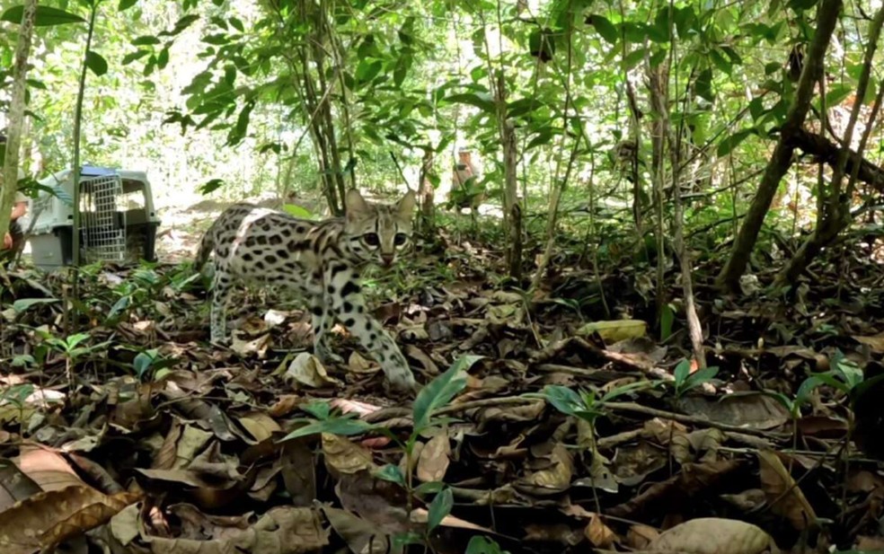 Gato-maracajá é uma espécie caracterizada pelos hábitos noturnos e vive especialmente em florestas de mata fechada. — Foto: Semace