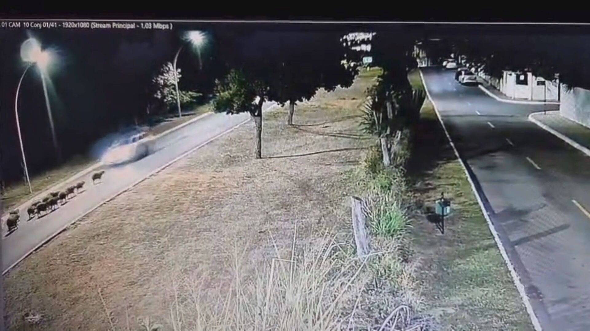 VÍDEO: motorista atropela grupo de capivaras no Lago Sul, em Brasília; só um filhote sobreviveu