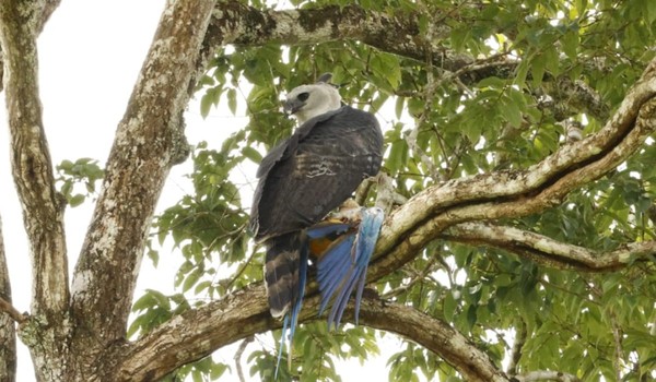 Harpia (Harpia harpyja) predando Arara-canindé (Ara ararauna) — Foto: Lucas Souza / Estudante de biologia