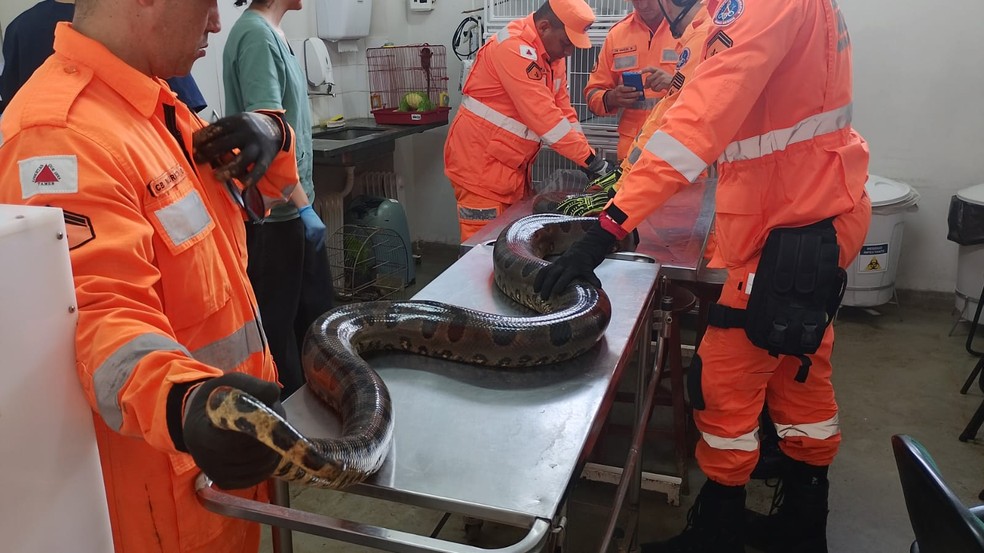 Sucuri passará por exames  — Foto: Corpo de Bombeiros/Divulgação