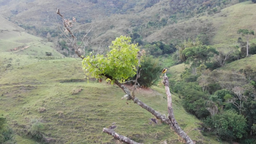 Bem-te-vi é um dos pássaros que estava abrigado na árvore — Foto: Reprodução/Monumento Natural Estadual Serra das Torres