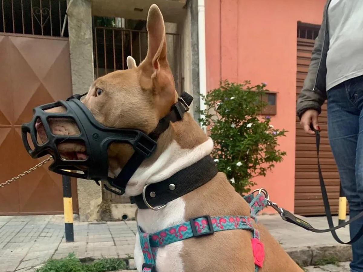 Focinheira e coleira obrigatórias: Divinópolis cria regras para cães de grande porte; saiba quais