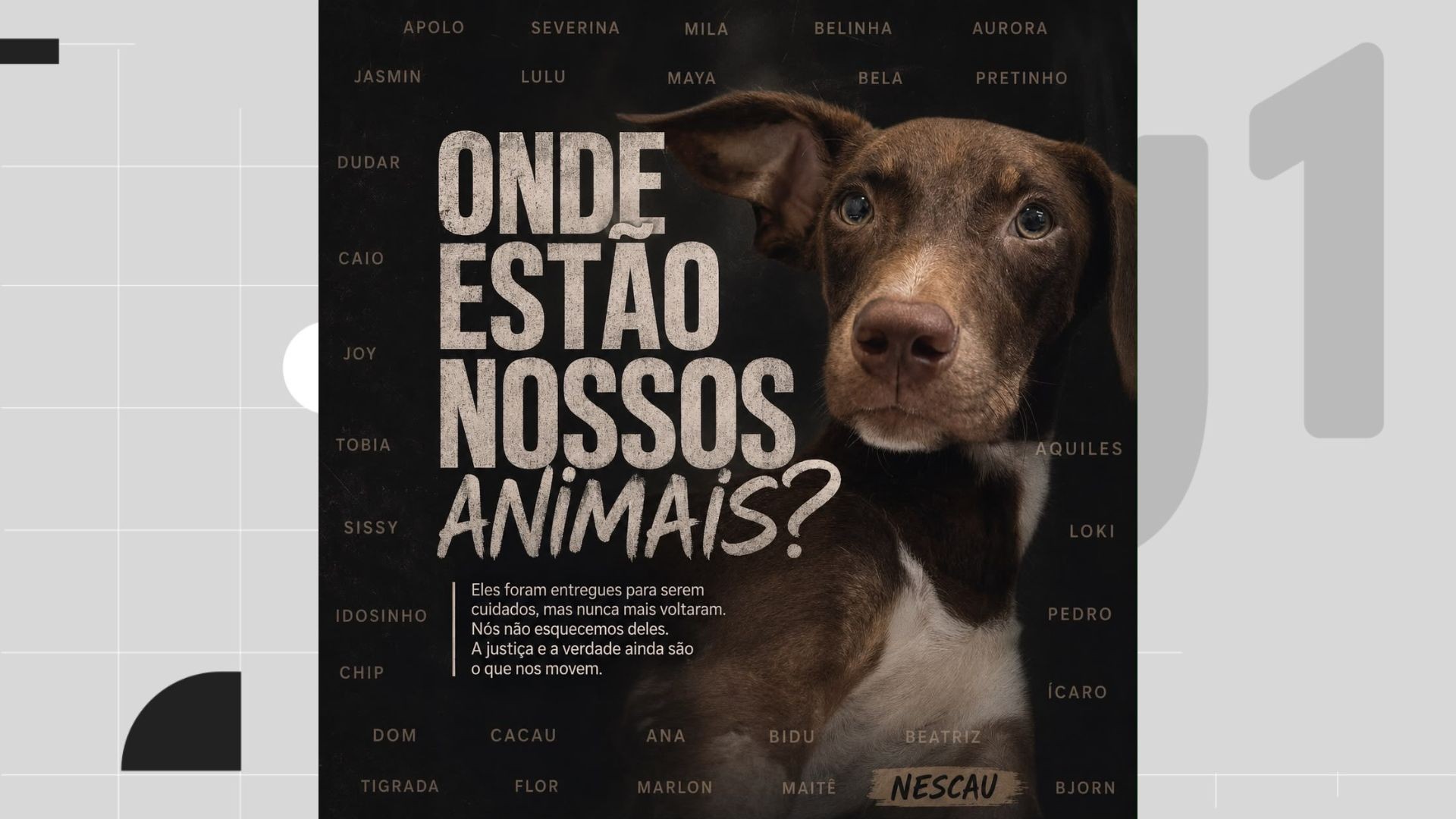 Protetores de animais denunciam desaparecimento de mais de 20 cachorros de lar temporário no Grande Recife
