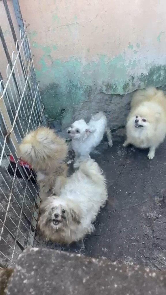 Quatro cães são resgatados de situação de maus-tratos em Volta Redonda
