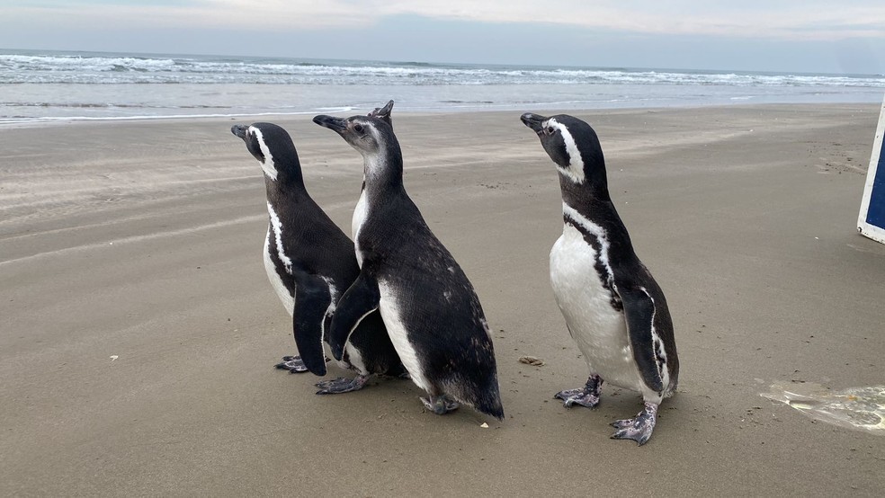 Pinguins soltos pelo Centro de Recuperação de Animais Marinhos — Foto: Foto: Divulgação/CRAM-FURG