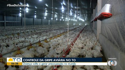 Apesar de nenhum caso registrado, gripe aviária é monitorada no Tocantins