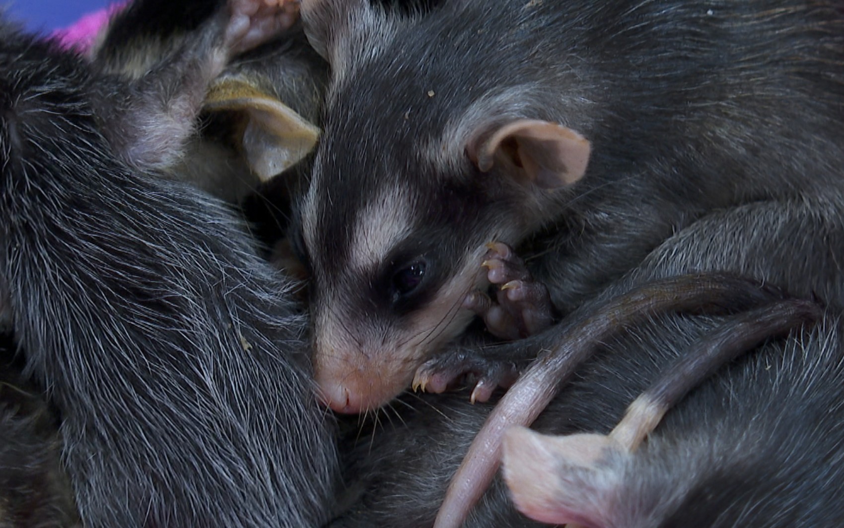 Pedidos de resgate de animais silvestres crescem 26% em São Paulo; saruês e saguis lideram ocorrências