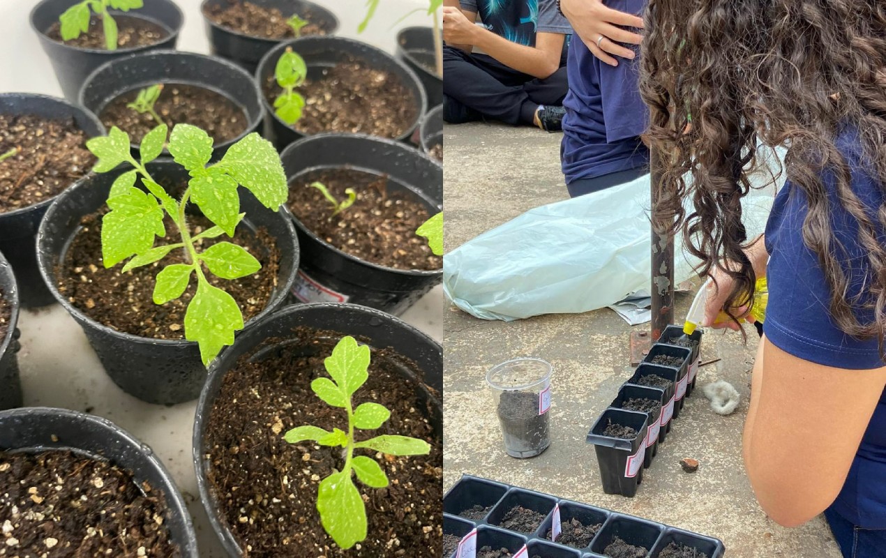 ‘Tomatosfera’: alunos de escolas estaduais de Jaú estudam crescimento de tomates com sementes vindas do espaço