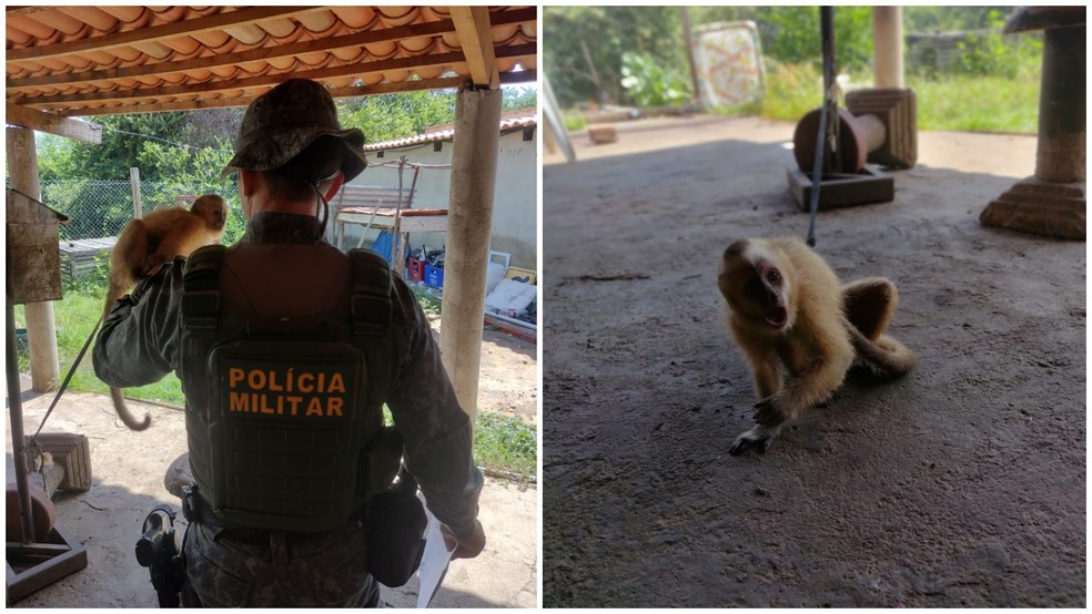 Batalhão de Polícia de Meio Ambiente disse que macaco era mantido preso por corda — Foto: Reprodução