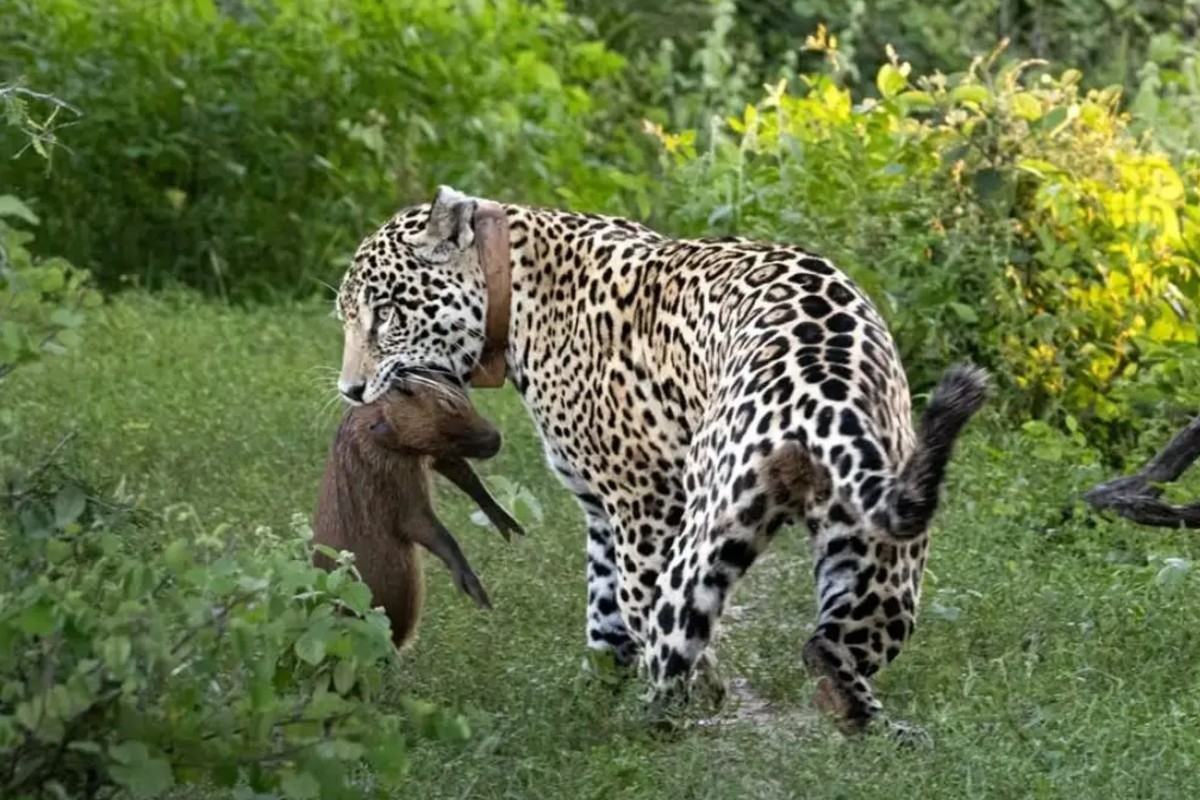 Sem piedade: onça-pintada captura filhote de capivara no Pantanal e cena impressiona