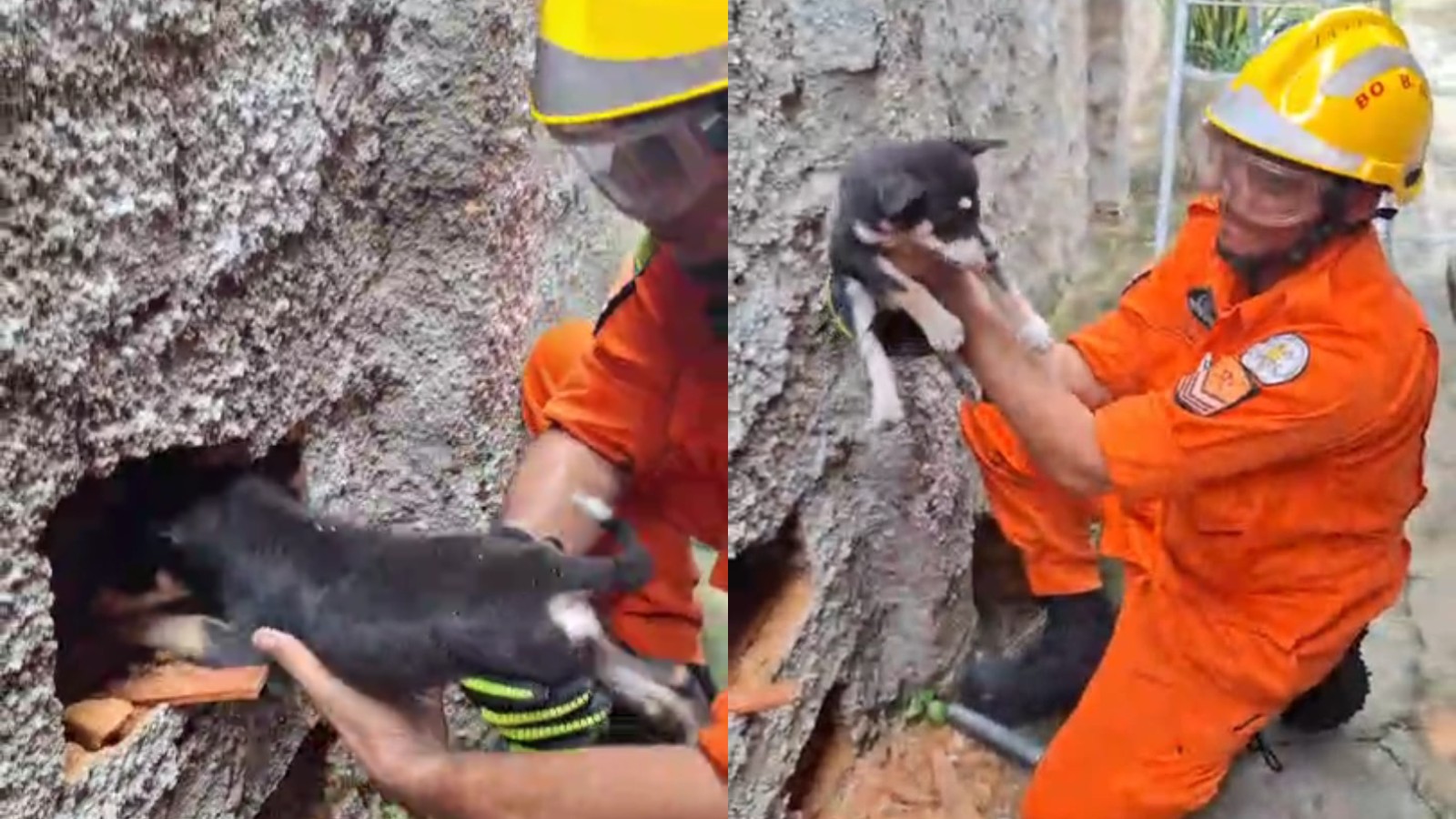 VÍDEO: Após panfleto de procura por filhote de cachorro, família escuta choro em muro, faz buraco e resgata animal