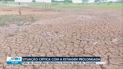 Falta de chuva afeta rebanhos no sul do Tocantins