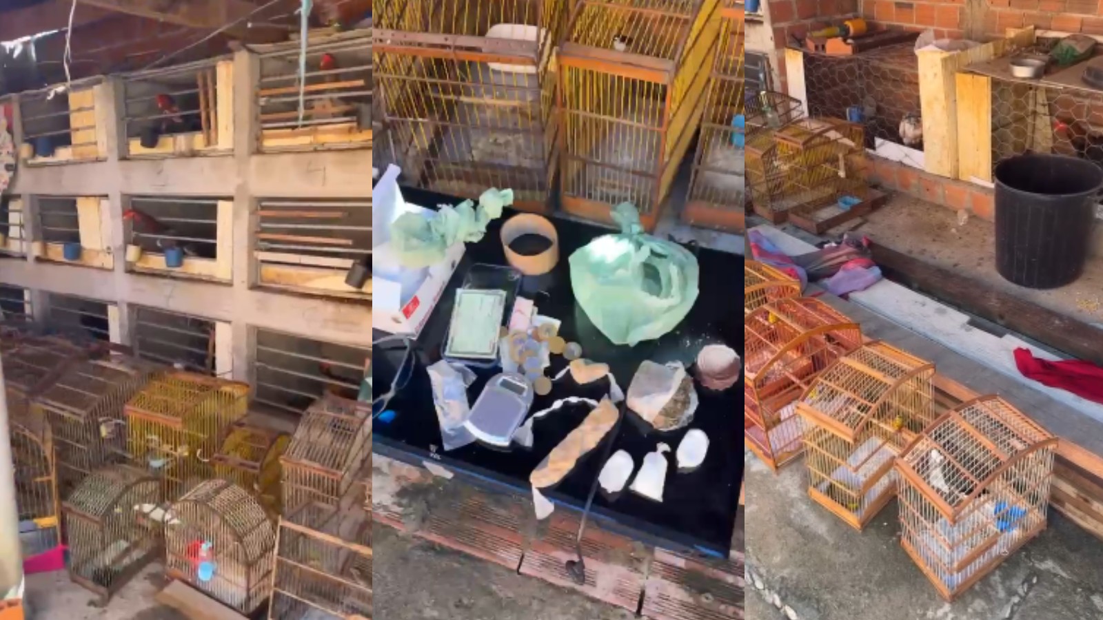 Operação resgata aves silvestres e galos usados em rinhas e apreende drogas no Piauí