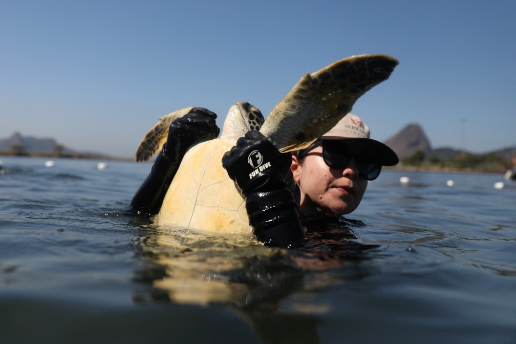 A bióloga Thayana Giao segura uma tartaruga marinha durante captura para monitoramento — Foto: Pilar Olivares/Reuters