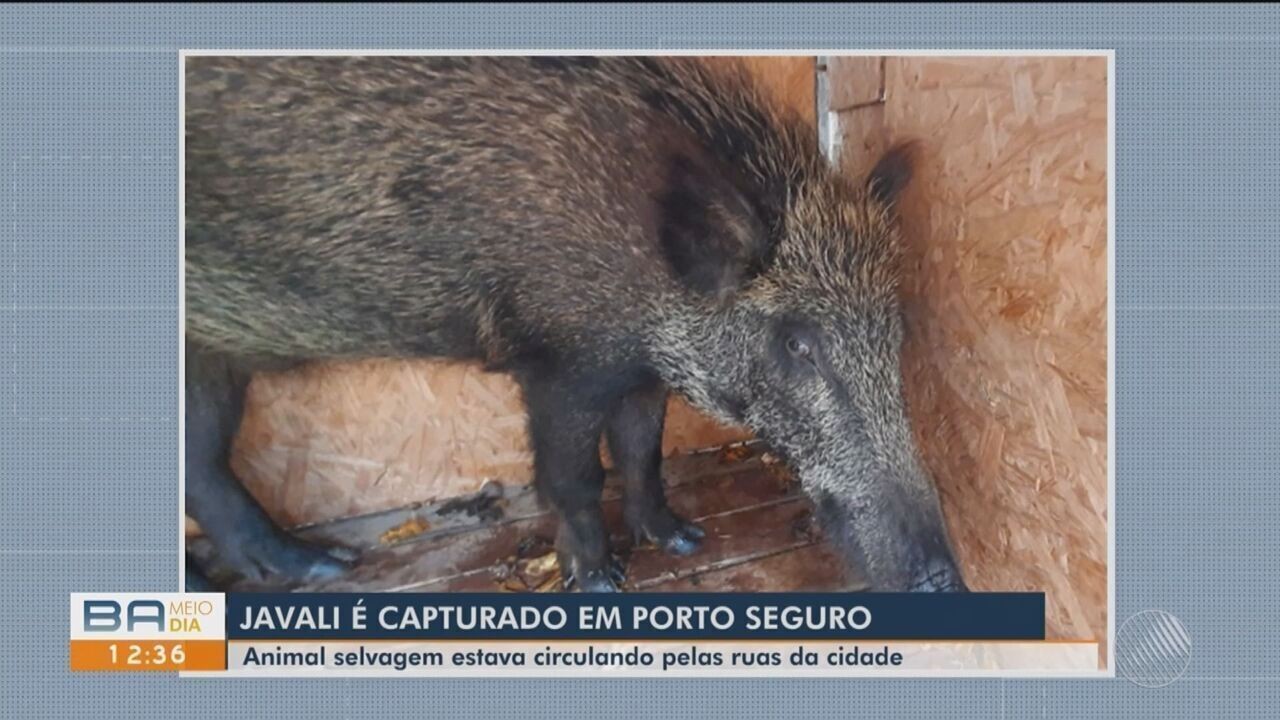 Javali-europeu é capturado após ser visto em ruas de cidade do extremo ...