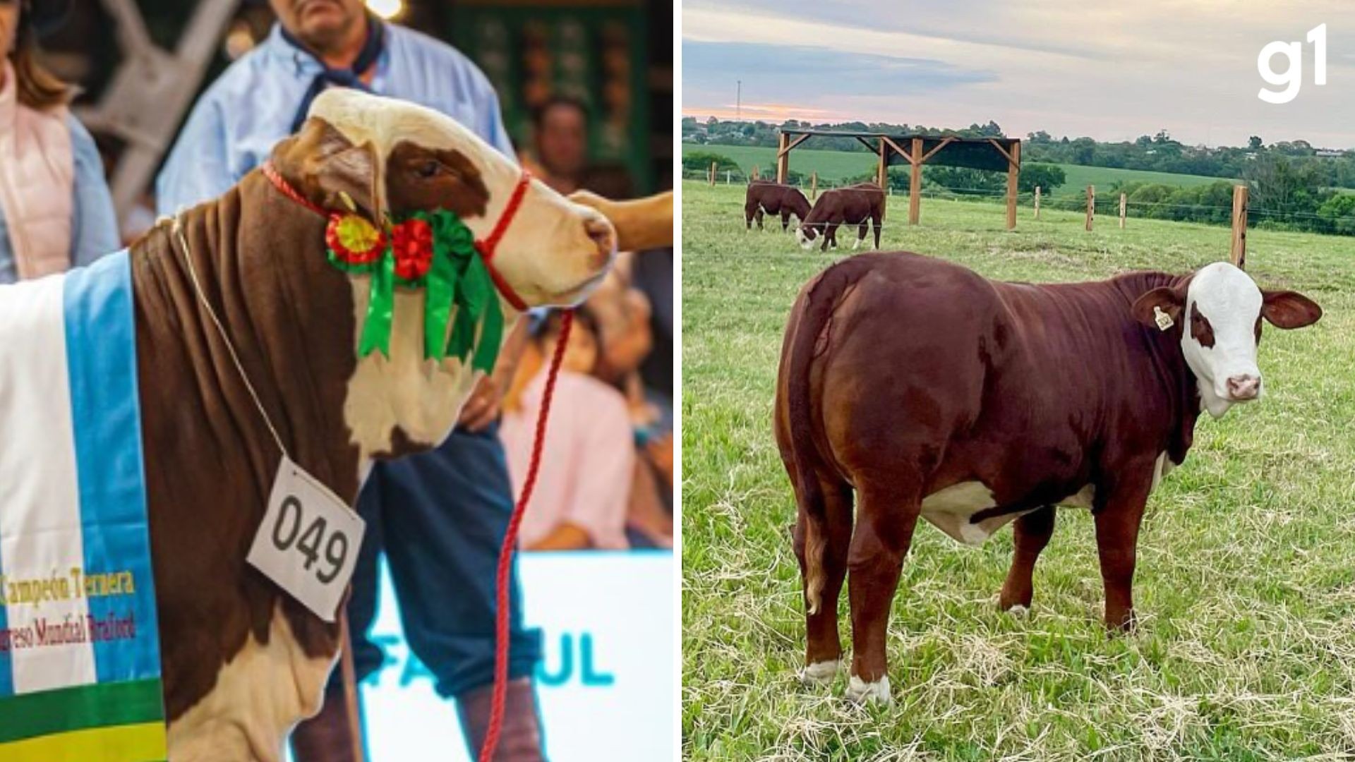 O que faz uma vaca custar mais de meio milhão de reais? Veja como é o animal que bateu preço recorde no RS