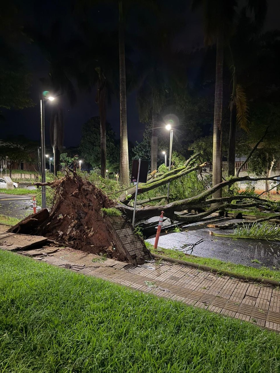 Árvore derrubada pela chuva na UFU em Uberlândia — Foto: Kleyton Guilherme/TV Integração