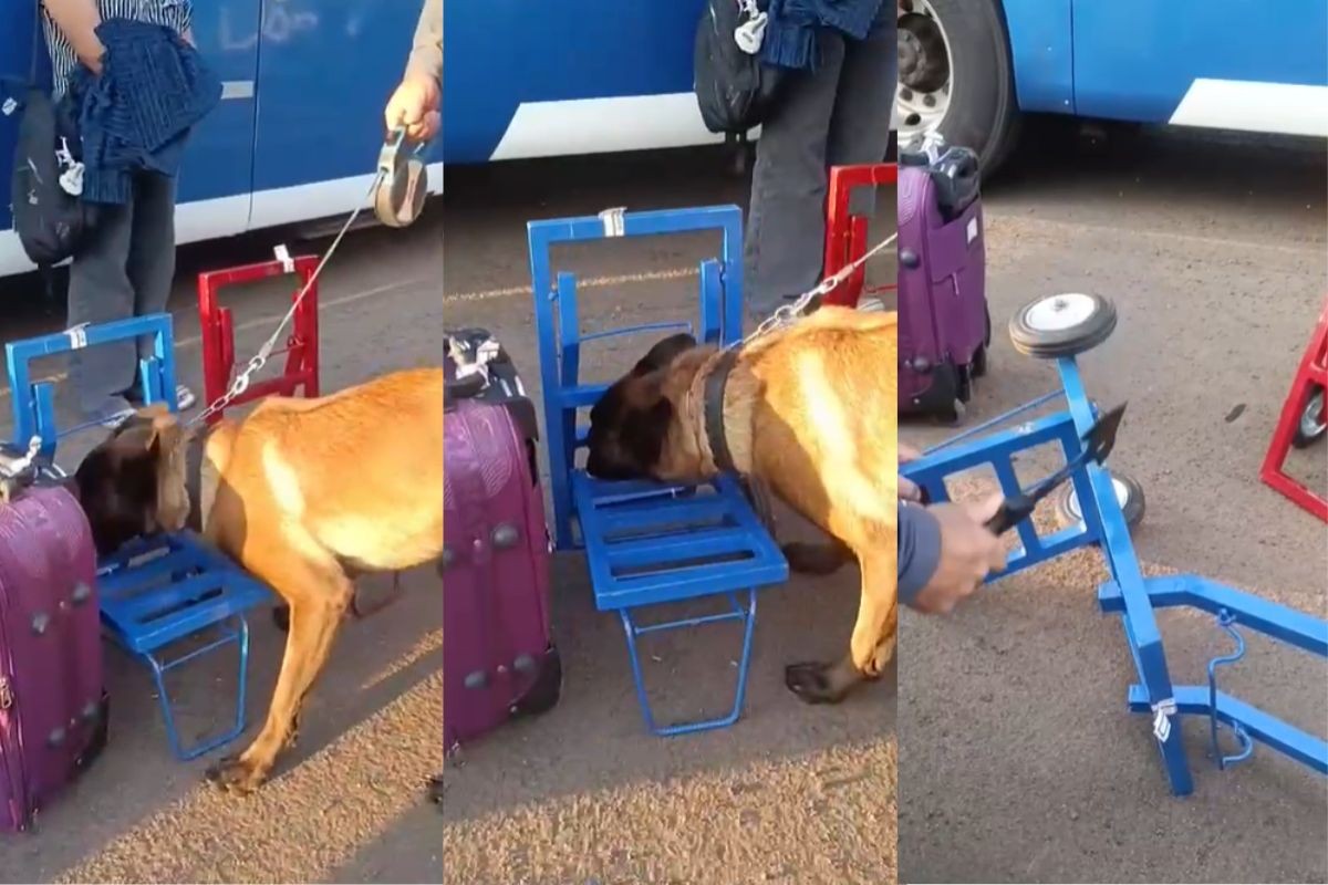 Cão policial identifica droga escondida em aço de carrinhos de transporte e bolivianas são presas no interior de SP