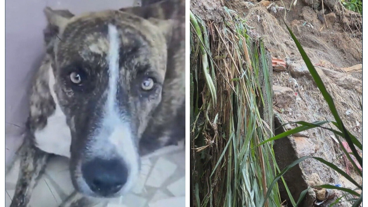 Deslizamento no Alemão mata cachorra, e casa é interditada