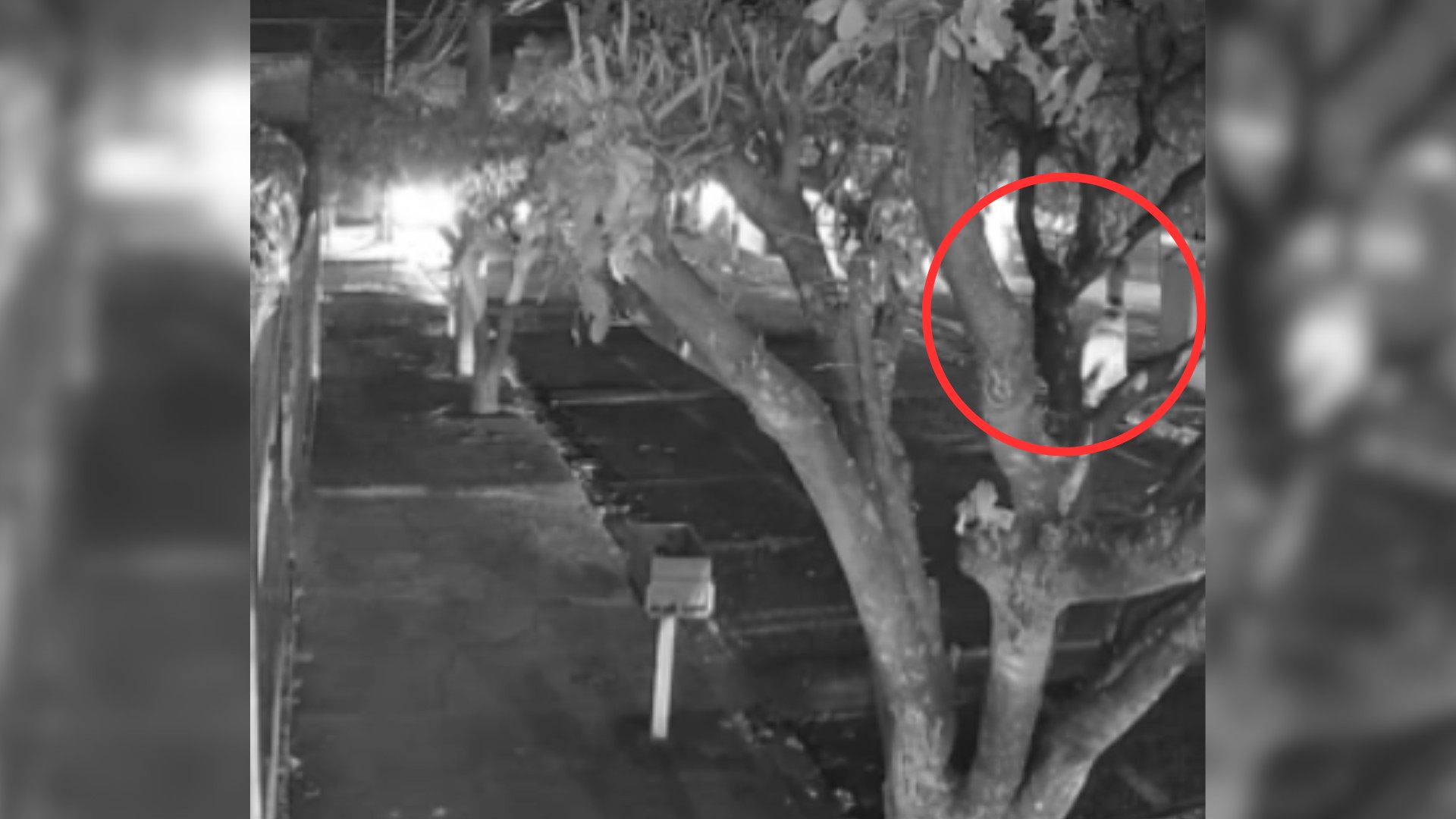 VÍDEO: jovem é assassinado a tiros enquanto estava sentado na calçada com amigos em Rio Preto