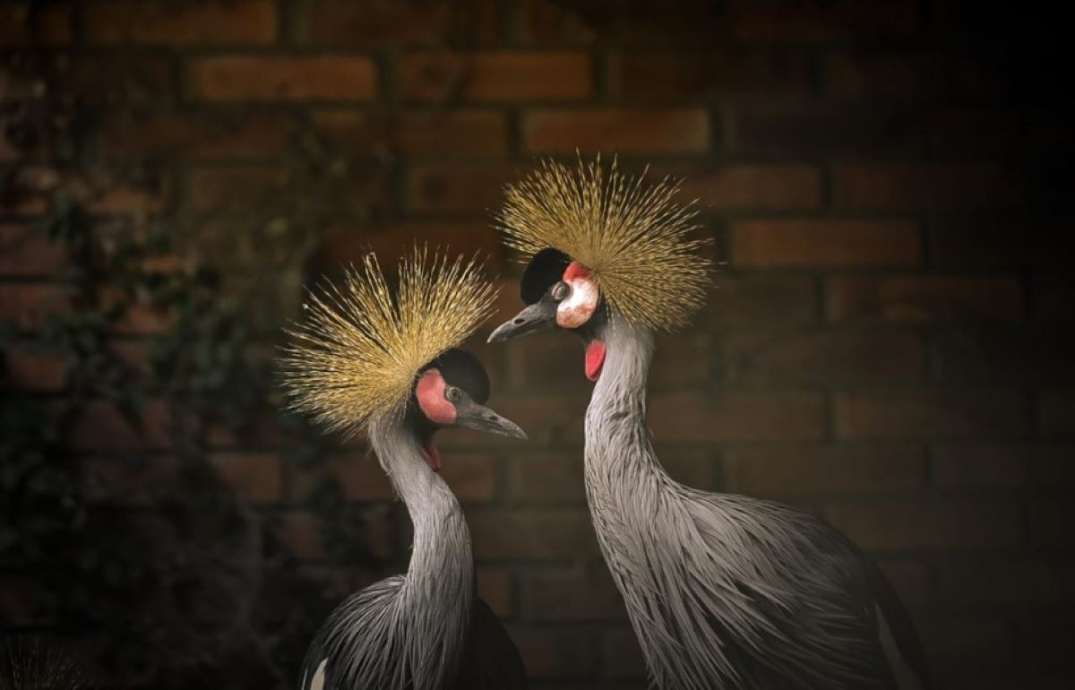 Aves silvestres exóticas famosas pela 'dança dos grous' são resgatadas do tráfico e ganham lar em zoo no RS; conheça a espécie