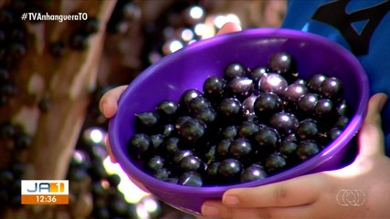 Pomares de jabuticaba estão abertos para visitas em Taquaruçu