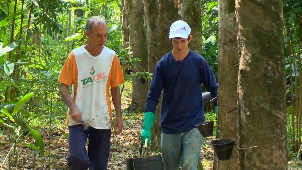 Agricultura familiar e cooperativa de seringalistas impulsionam produção de borracha em Anchieta, no Espírito Santo. — Foto: TV Gazeta
