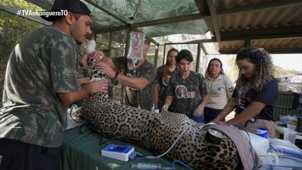 Força-tarefa resgata onça Itapira que sofreu queimaduras em queimada