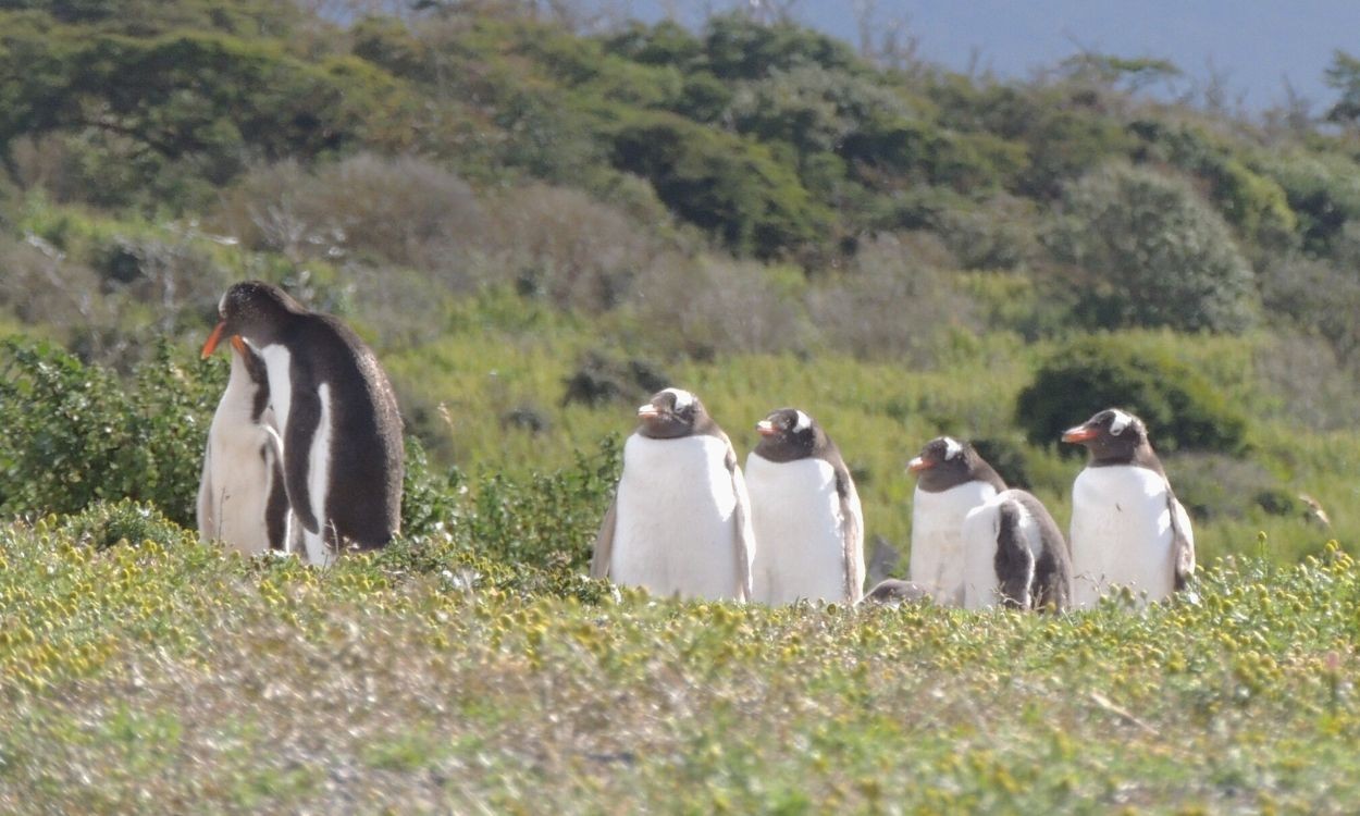 Por que pinguins estão mudando o calendário de reprodução na Antártica?