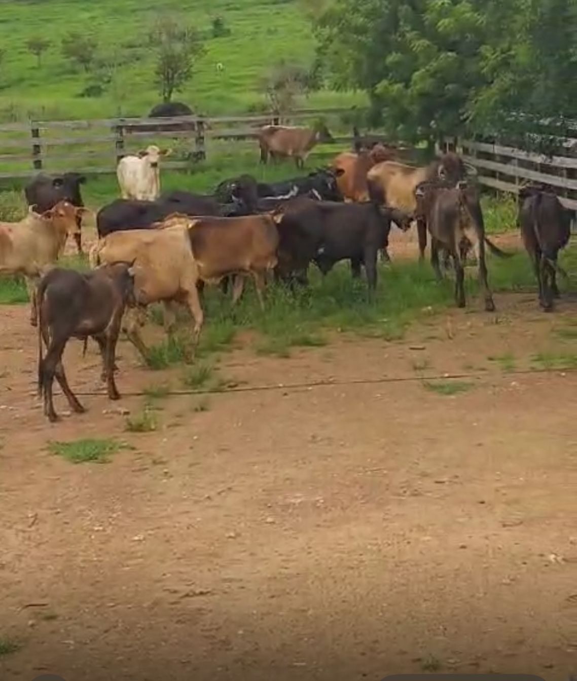 Homem que se passava por pastor e aplicava golpes na compra de gado é condenado em RO