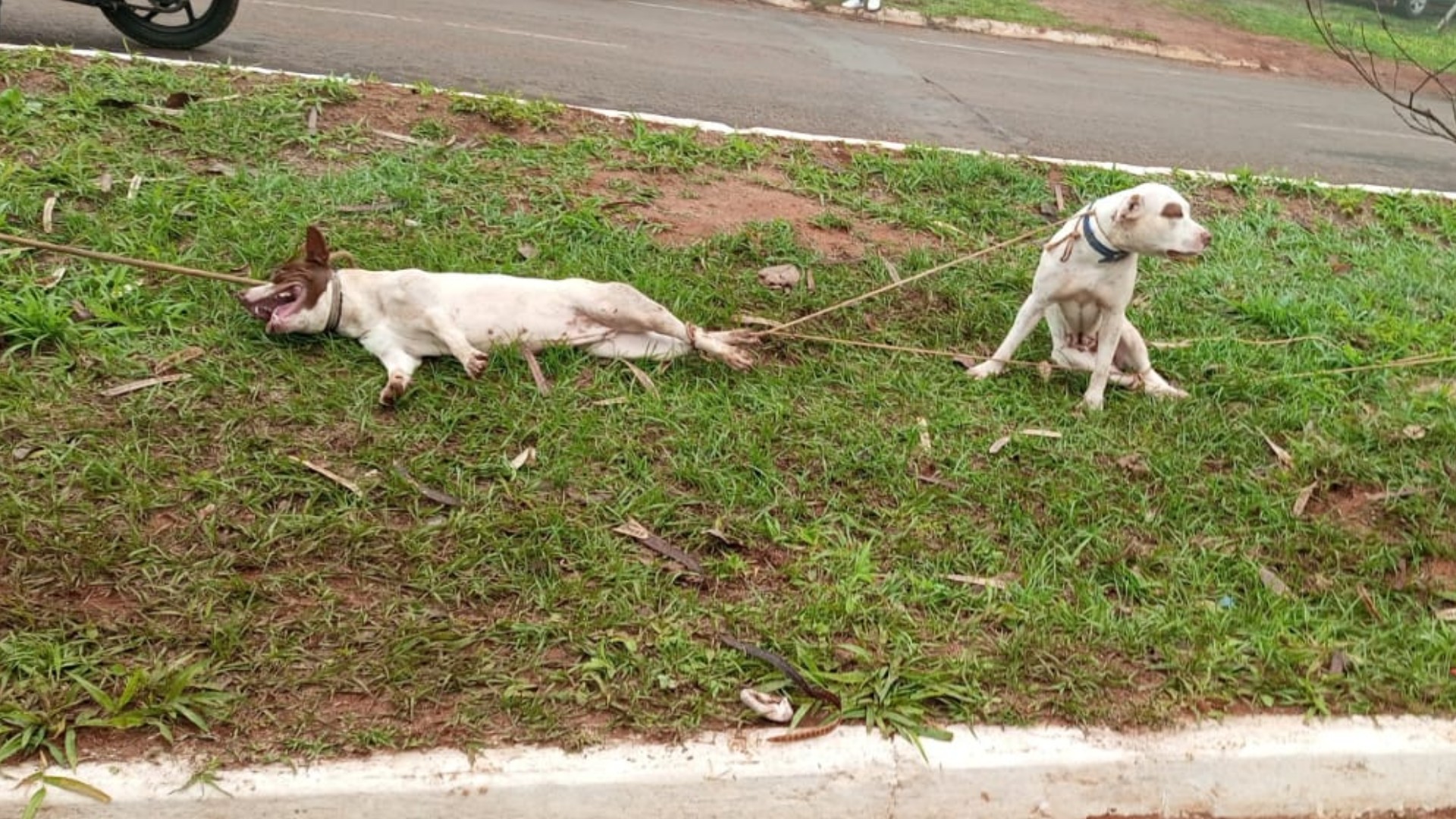 Tutores são culpados por ataques de cães: '100% leigos em criação', avalia adestrador