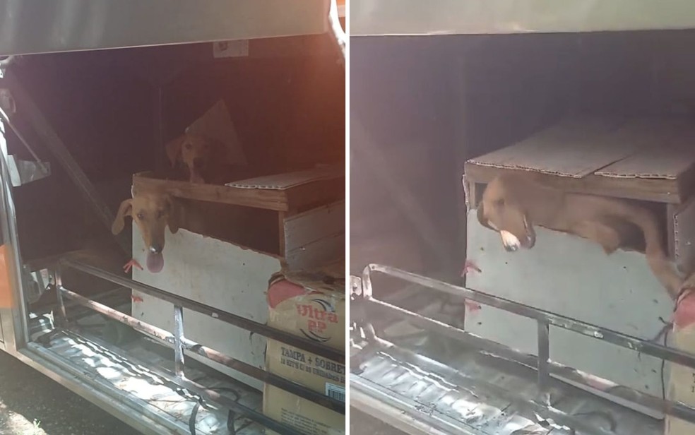 Seis cachorros são resgatados dentro de caixa em bagageiro de ônibus - Goiás — Foto: Divulgação/PRF