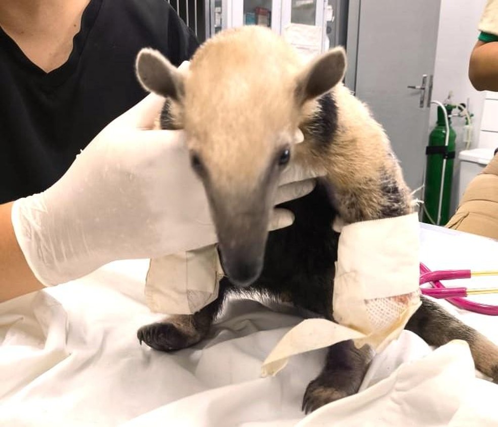 Tamanduá-mirim é resgatado com patas queimadas — Foto: Sema-MT