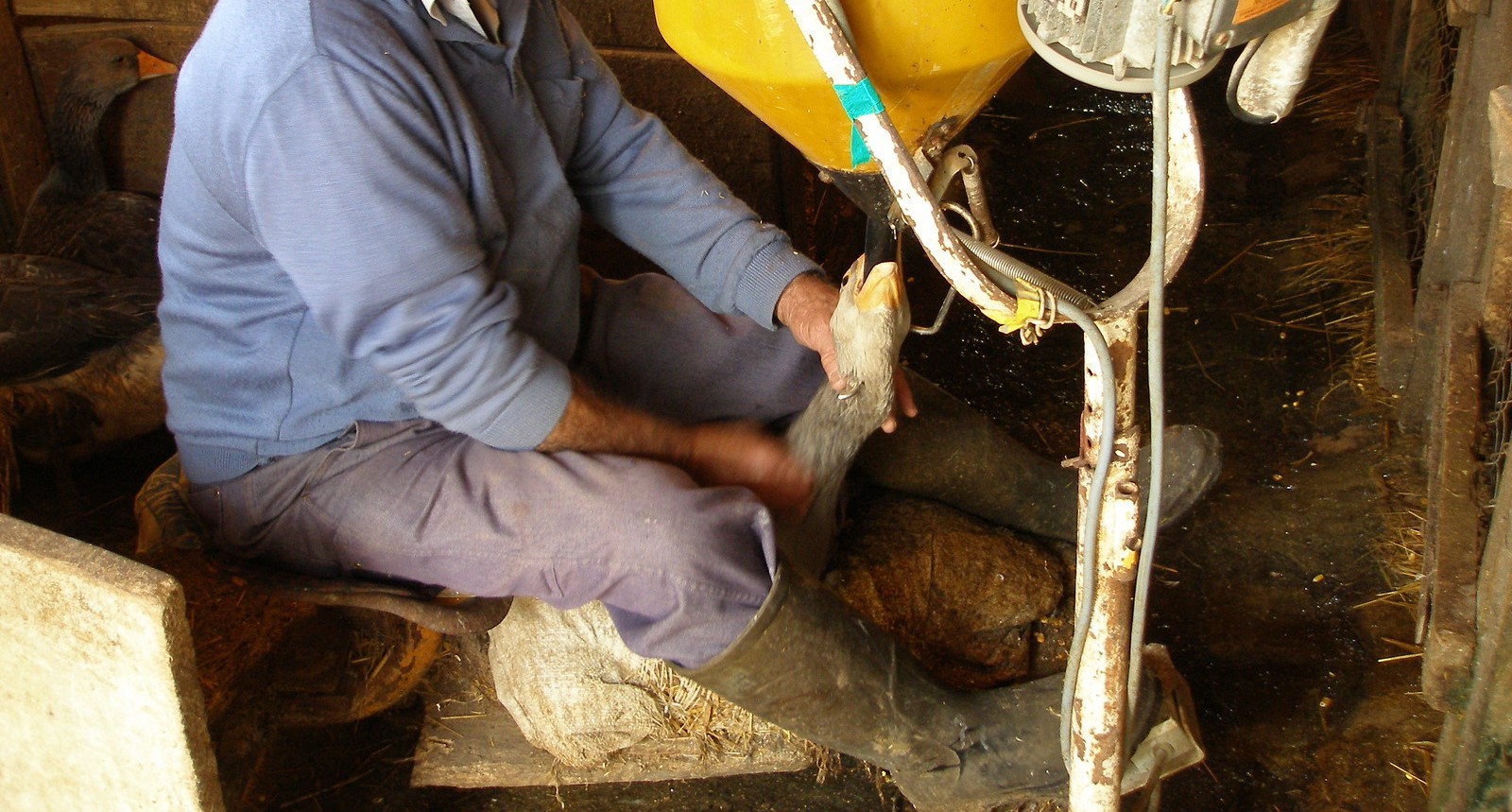Produção e venda de foie gras podem passar a ser consideradas maus-tratos a animais no Brasil; entenda