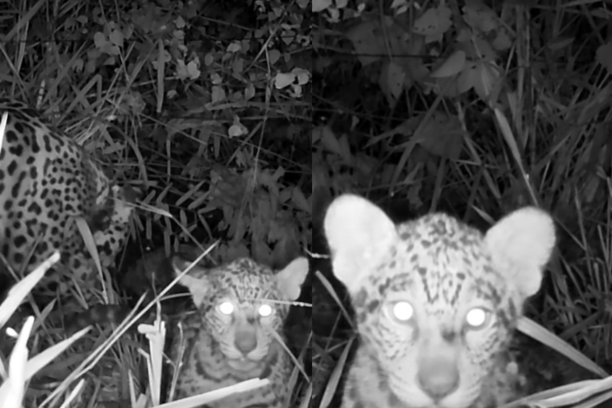 VÍDEO: Onça-pintada sobrevivente de incêndios no Pantanal dá à luz filhote