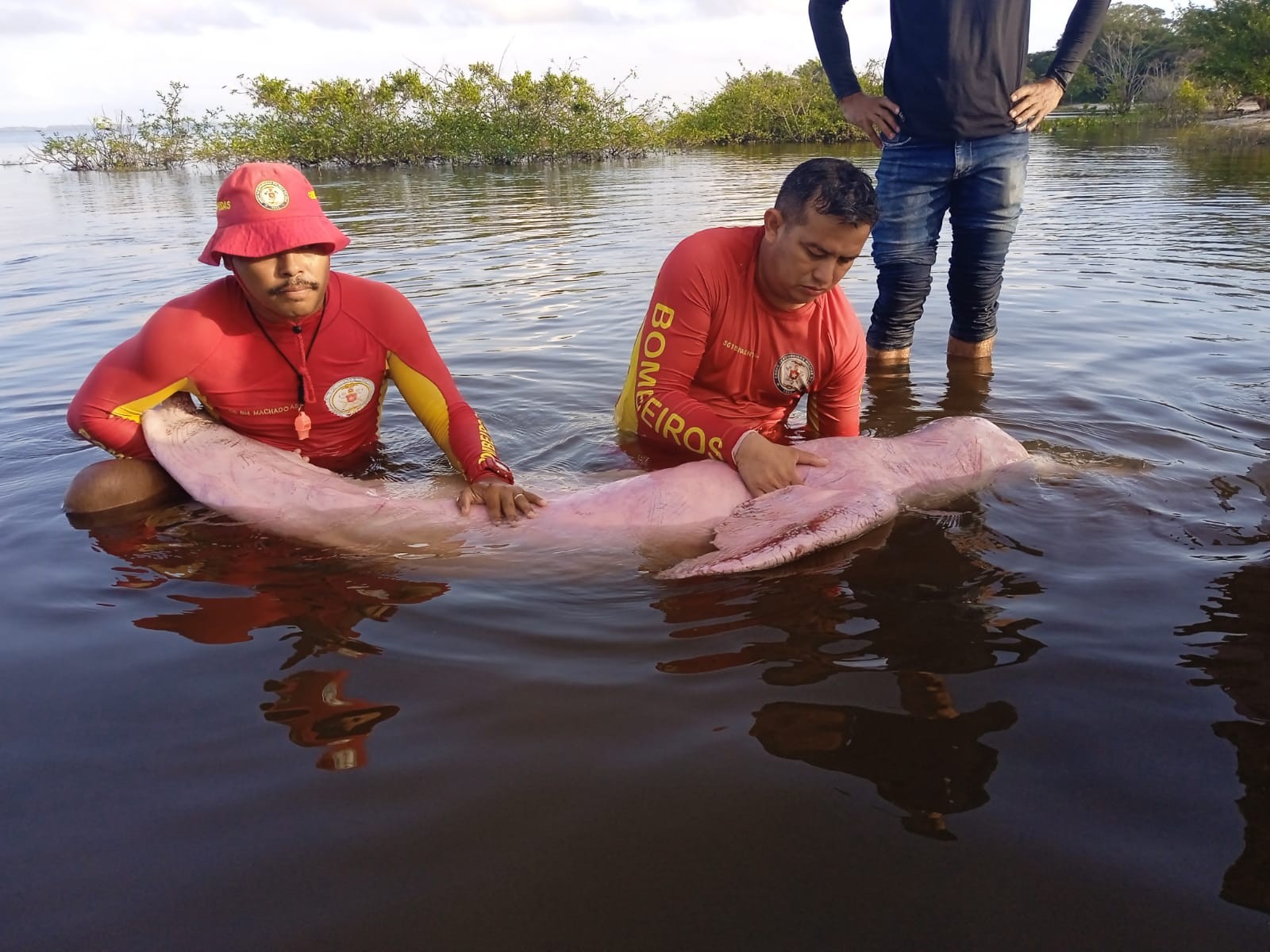 Golfinho preso em rede de pesca é resgatado por bombeiros na região do Xingu, no Pará