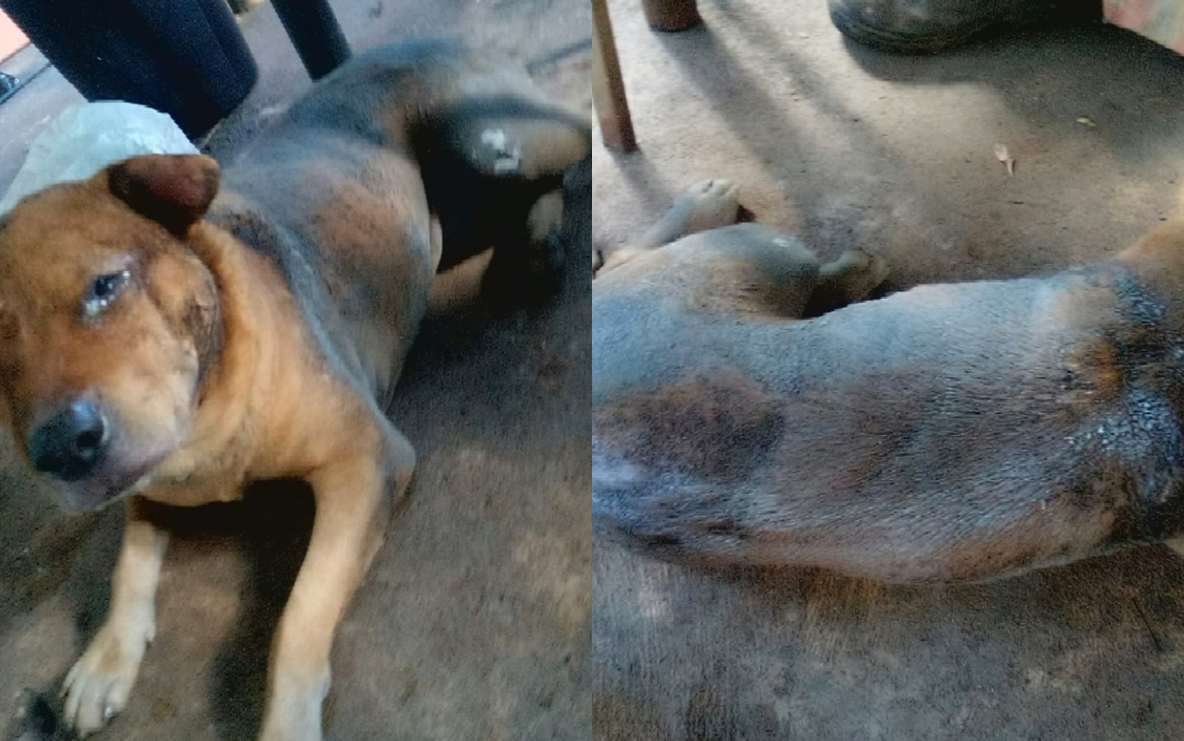 Mecânico é preso suspeito de jogar gasolina e colocar fogo em cachorro, em Aparecida de Goiânia