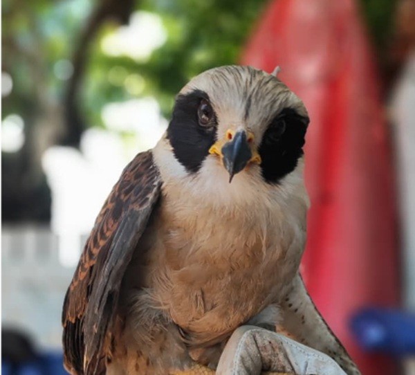 Gavião-sorridente com asa quebrada é resgatado em Cabo Frio