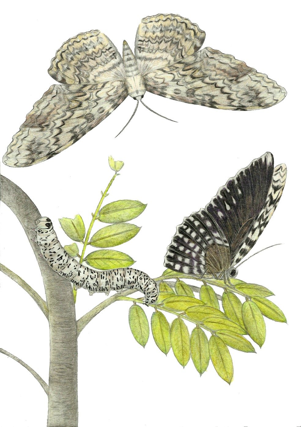 Fernando Carvalho Filho desenhou o ciclo de vida da mariposa inspirado em uma pintura da naturalista Maria Sibylla Merian — Foto: Fernando Carvalho Filho