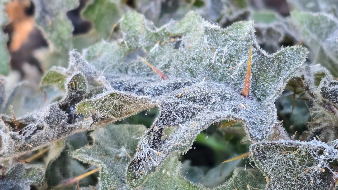 Geada cobre vegetação na Serra de SC em amanhecer abaixo de 3ºC; VÍDEO