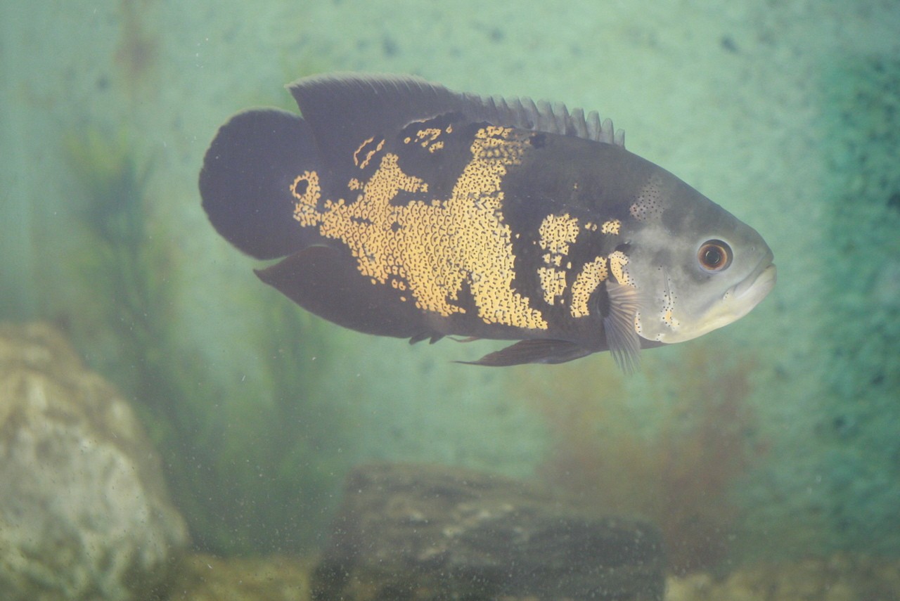 Saiba o que será feito com os peixes do aquário do Parque do Sabiá após fechamento definitivo